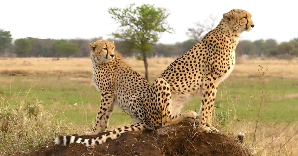 7 day Ngorongoro and Serengeti honeymoon safari.