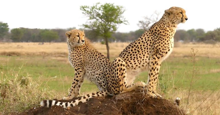 7 day Ngorongoro and Serengeti honeymoon safari.