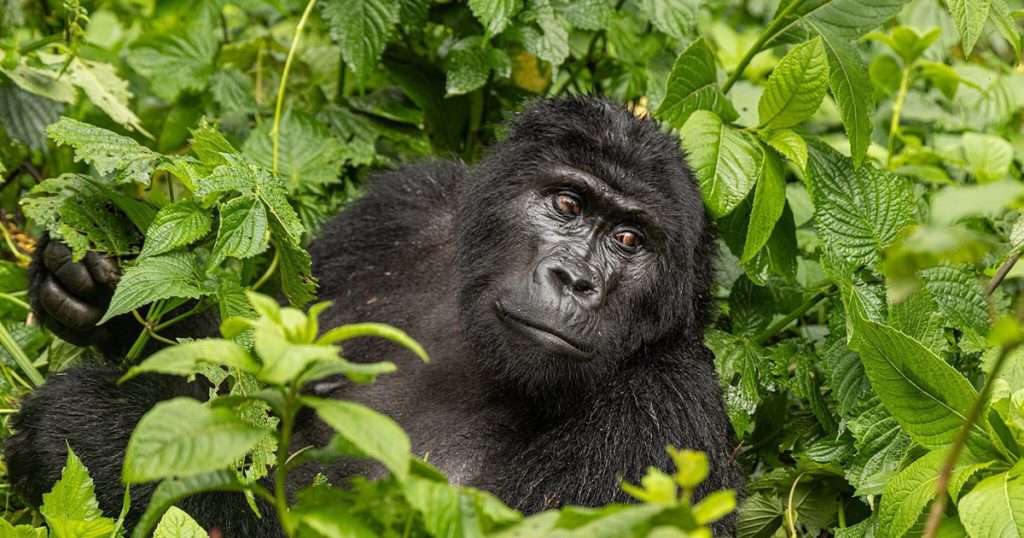 7 day Rwanda and Uganda honeymoon safari