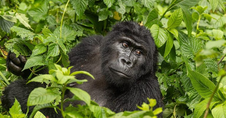 7 day Rwanda and Uganda honeymoon safari